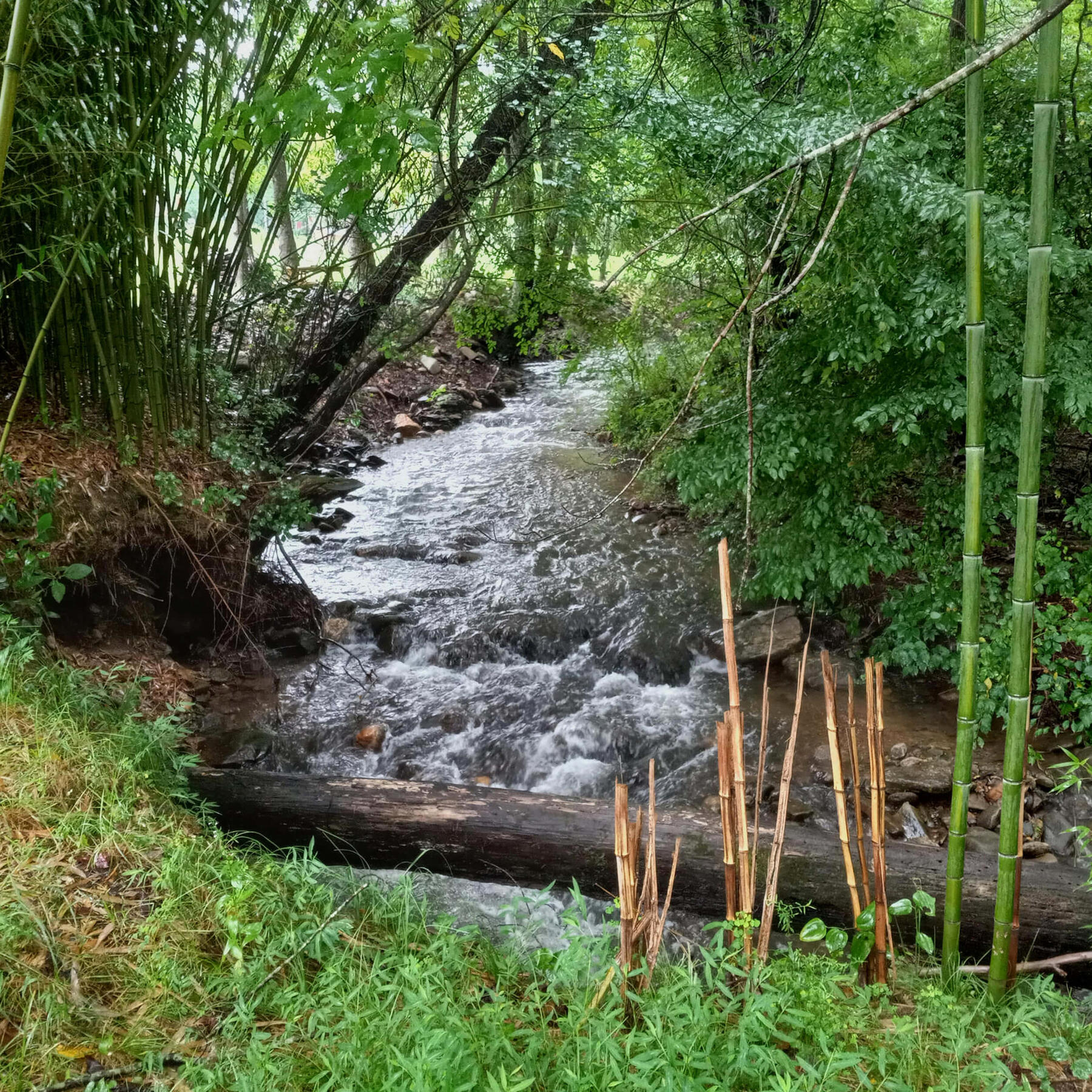 Creek running through Field Afar Herbs Small creek flowing through the wooded area of Field Afar Herbs, surrounded by bamboo and native plants