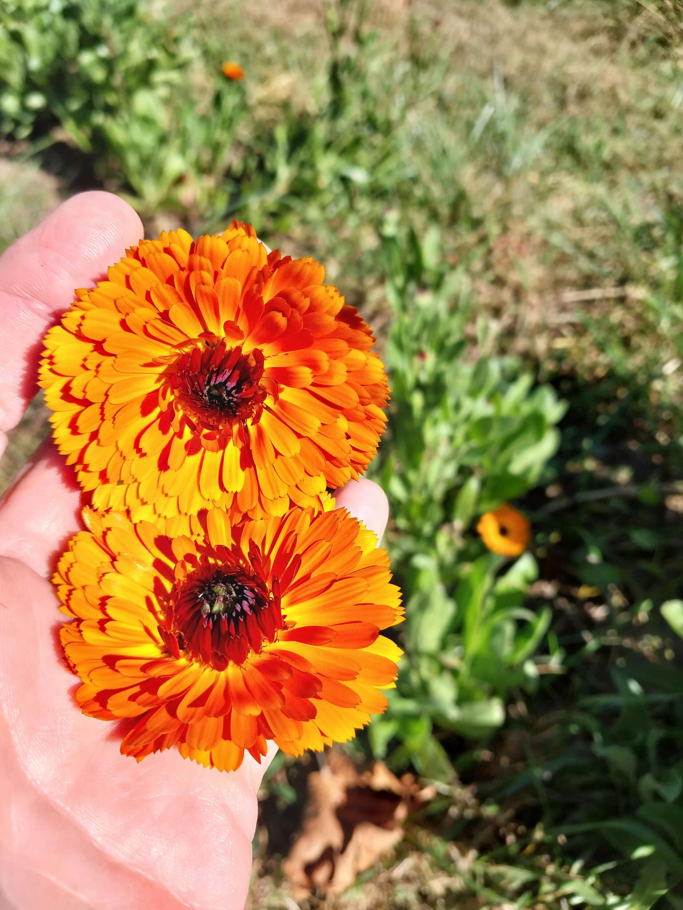 Calendula flowers grown at Field Afar Herbs farm Fresh orange calendula flowers harvested by hand at Field Afar Herbs farm in North Carolina