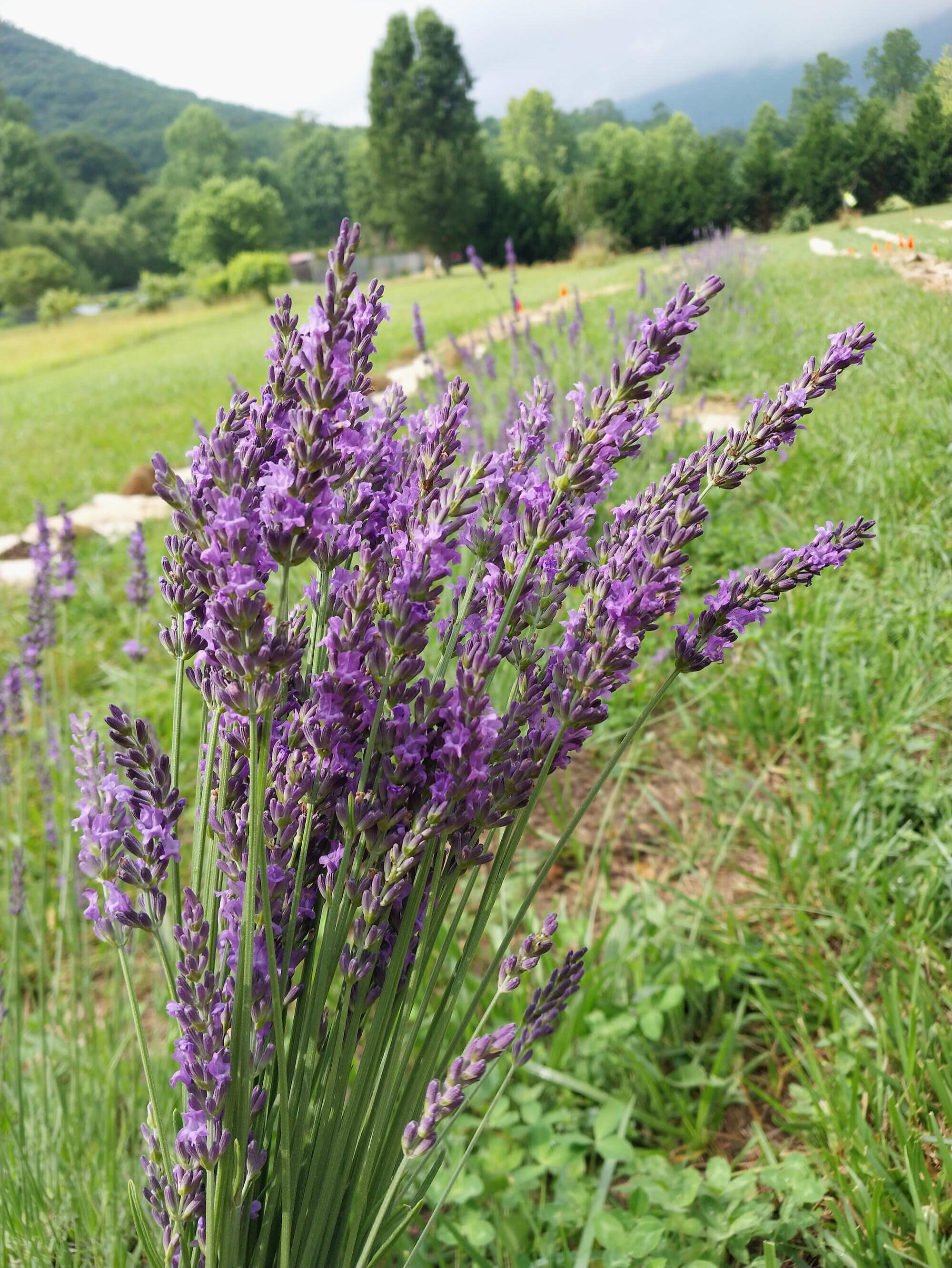 Lavender growing at Field Afar Herbs farm Close-up of blooming lavender growing in the fields of Field Afar Herbs farm in North Carolina
